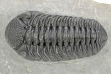 Fantastic Morocops Trilobite - Ofaten, Morocco #291847-1